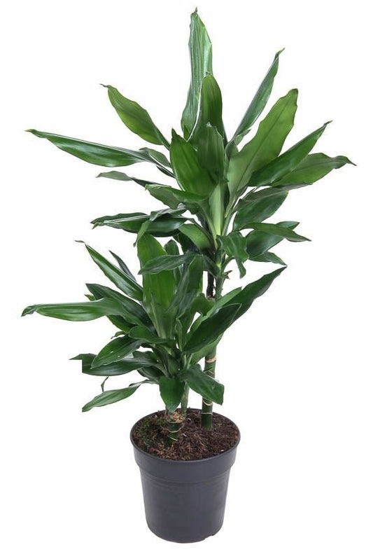 Dracaena Janet Lind