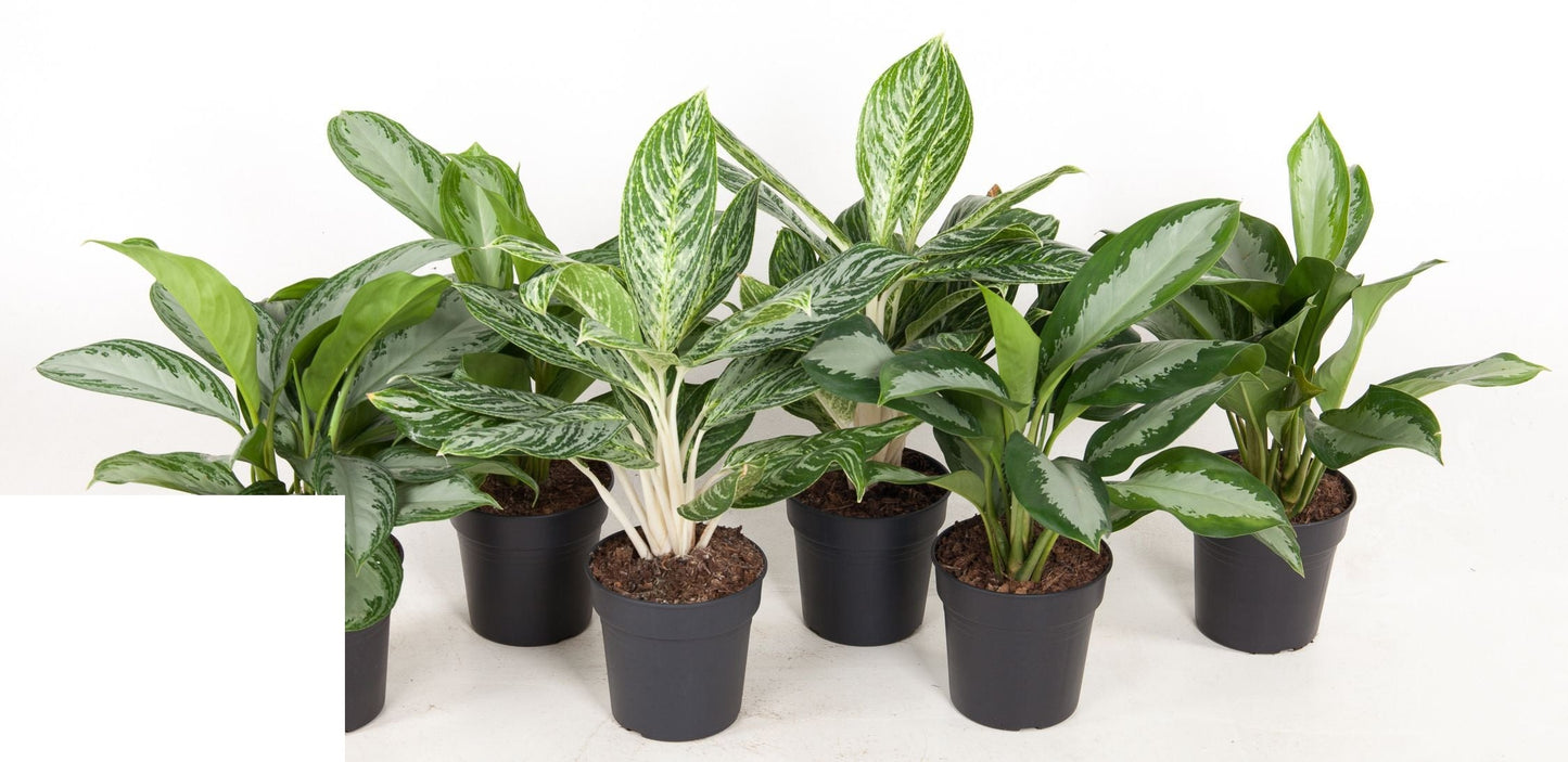 Aglaonema Mix