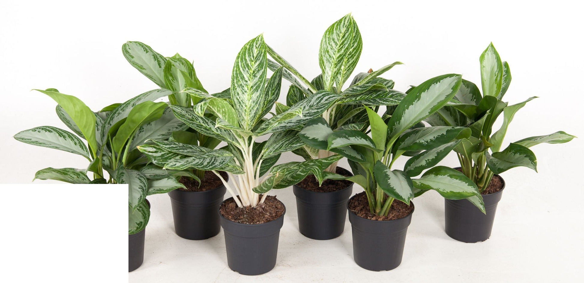 Aglaonema Mix