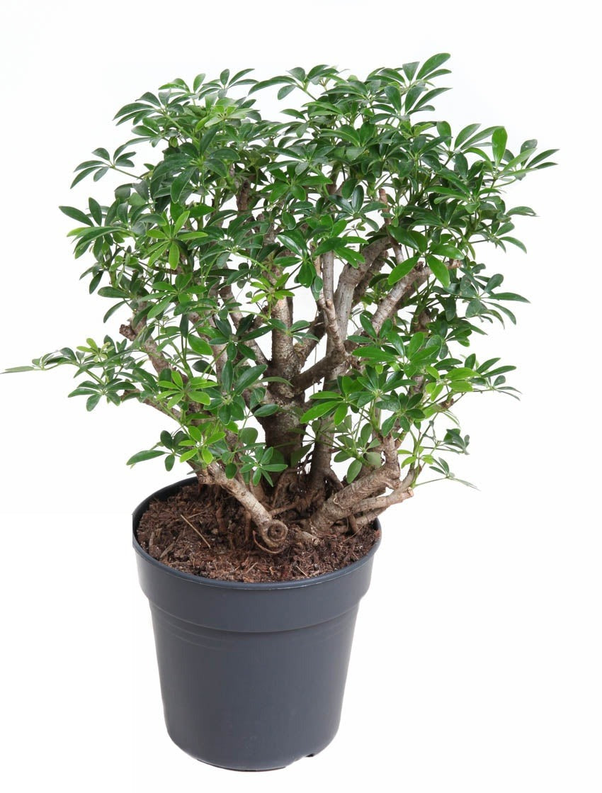 Schefflera Luseana