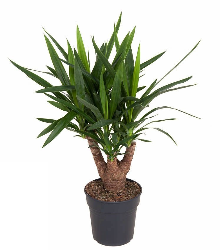 Yucca vertakt 3-4 arm
