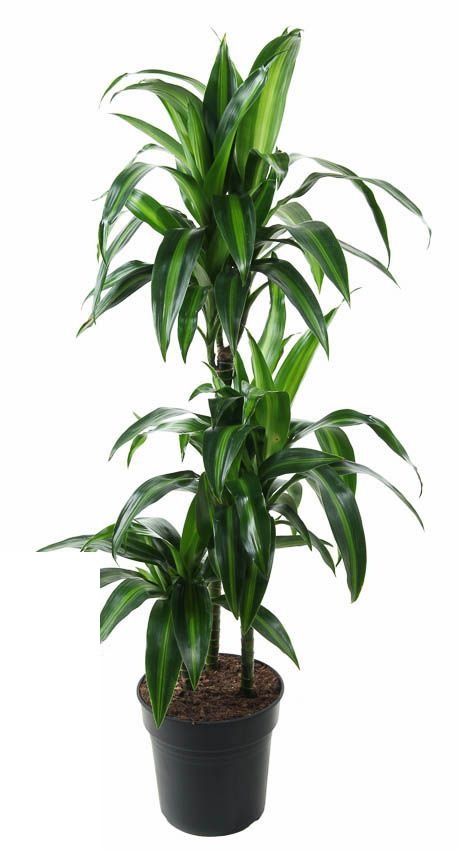 Dracaena Hawaiiana