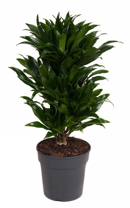 Dracaena Compacta vertakt