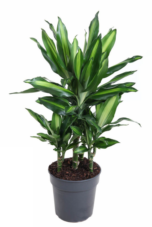 Dracaena Cintho carrousel