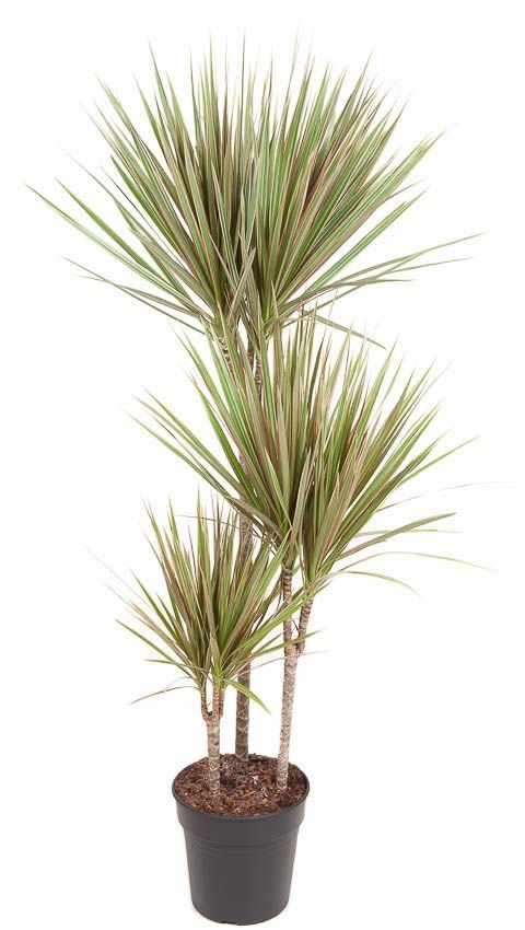 Dracaena Bicolor