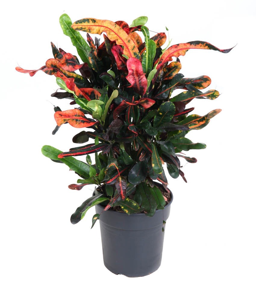 Codiaeum Mammi vertakt