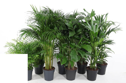 Palm Mix