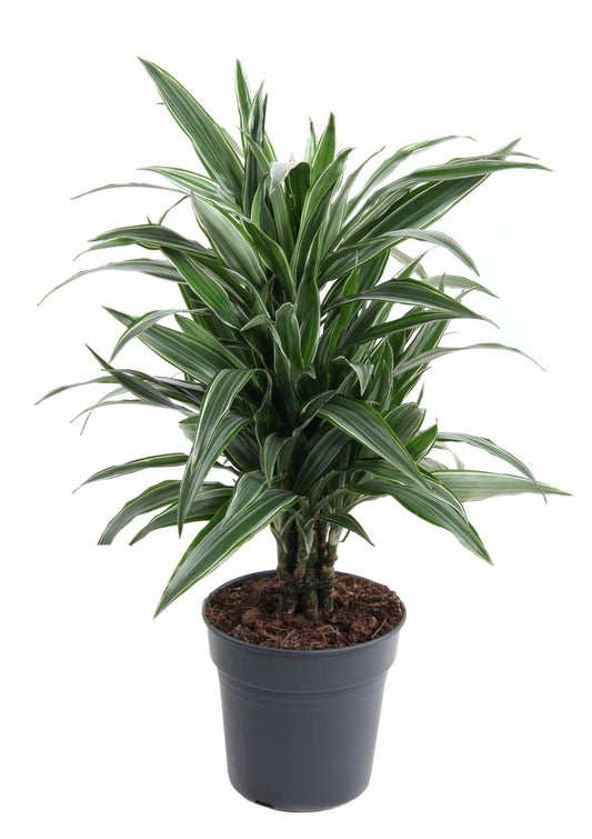 Dracaena Warneckei vertakt