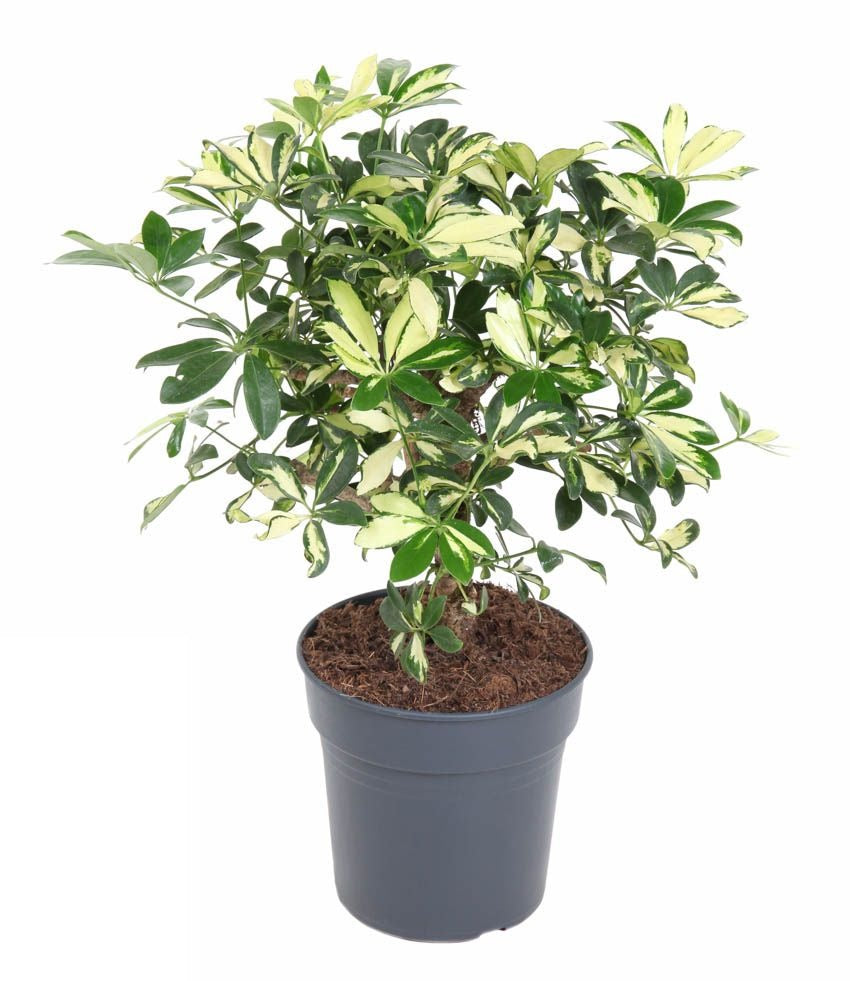 Schefflera Trinette