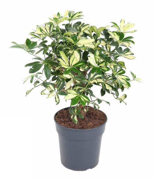 Schefflera Trinette