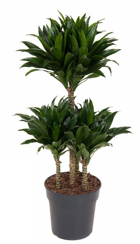 Dracaena Compacta carrousel