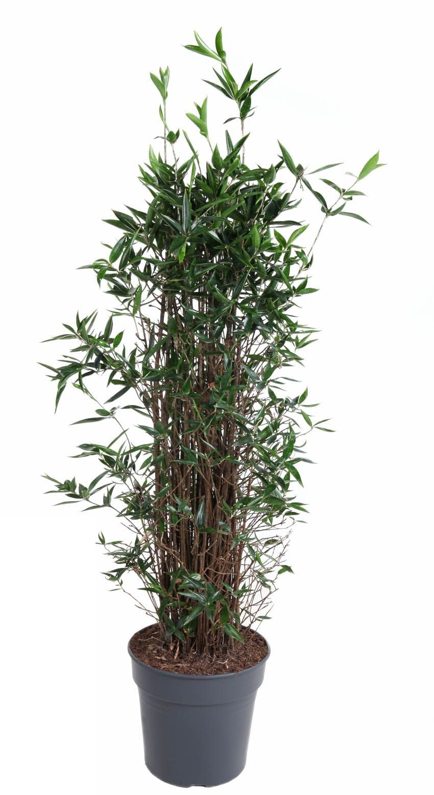 Dracaena Surculosa bush