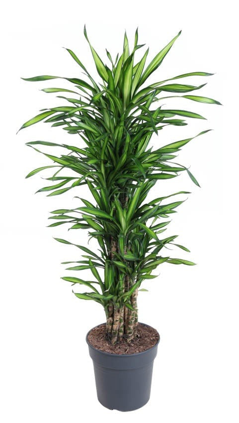 Dracaena Riki vertakt