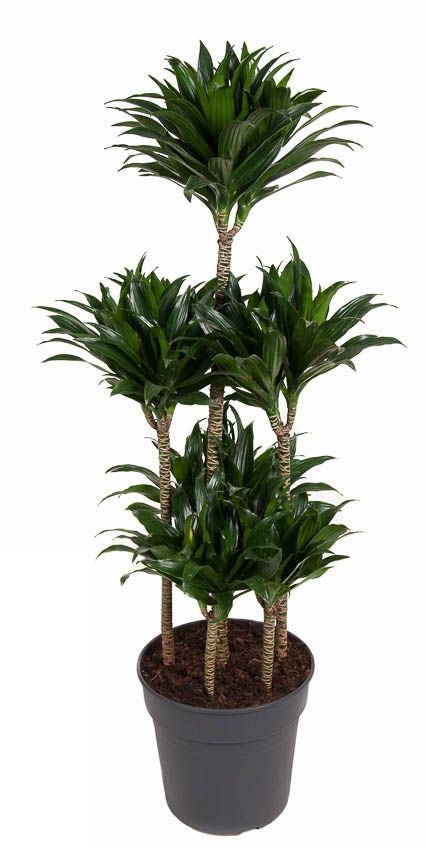 Dracaena Compacta carrousel