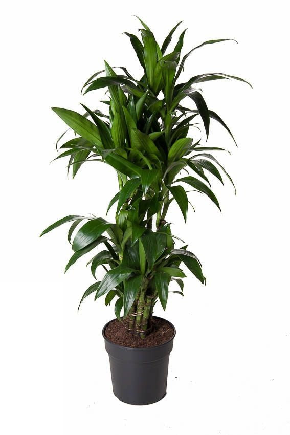 Dracaena Janet Craig vertakt