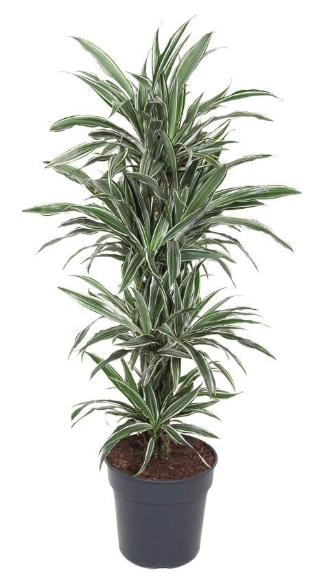 Dracaena White Stripe vertakt