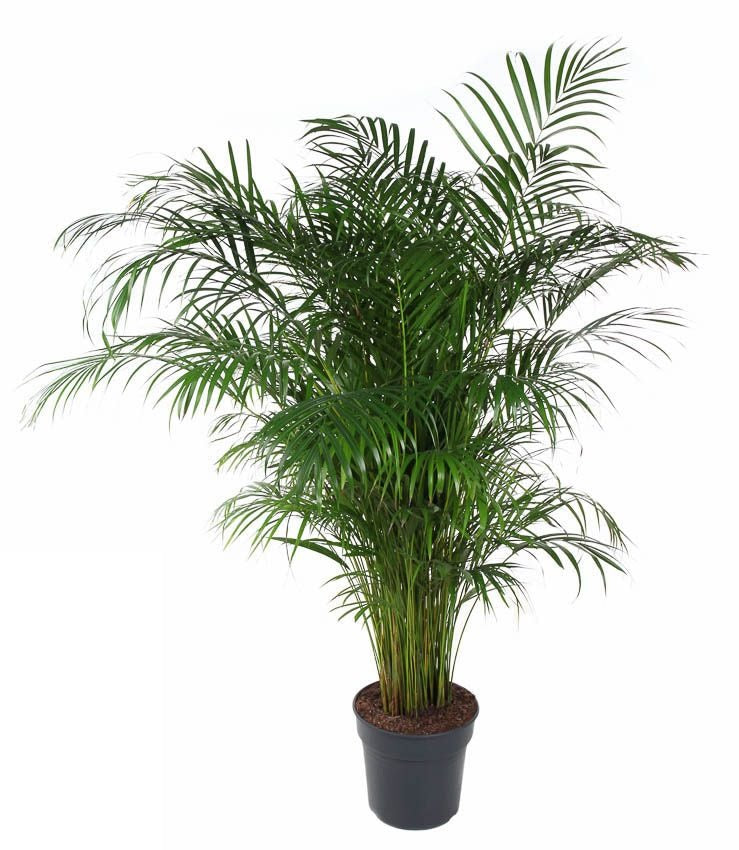 Dypsis Lutescens Areca Goudpalm