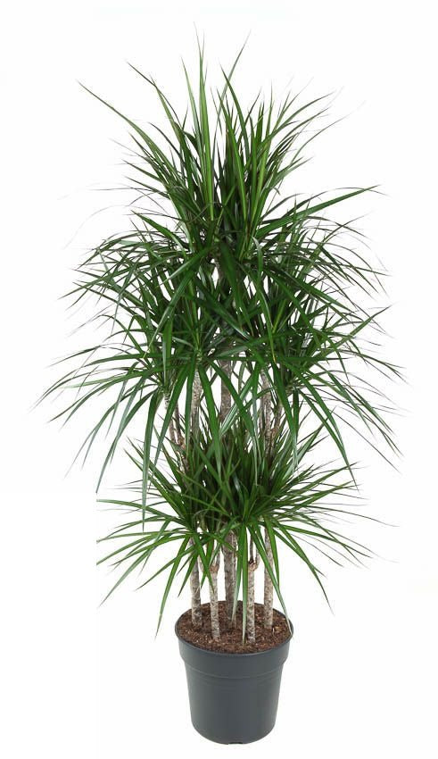 Dracaena Marginata carrousel