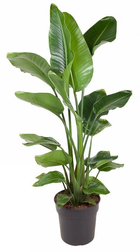 Strelitzia Nicolai Paradijsvogelplant