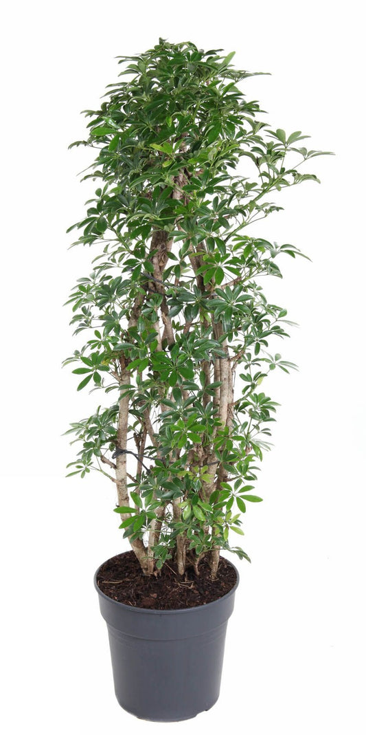 Schefflera Luseana