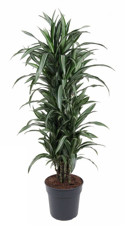 Dracaena Ulises vertakt