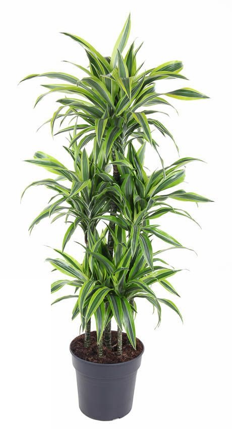 Dracaena Lemon Lime carrousel