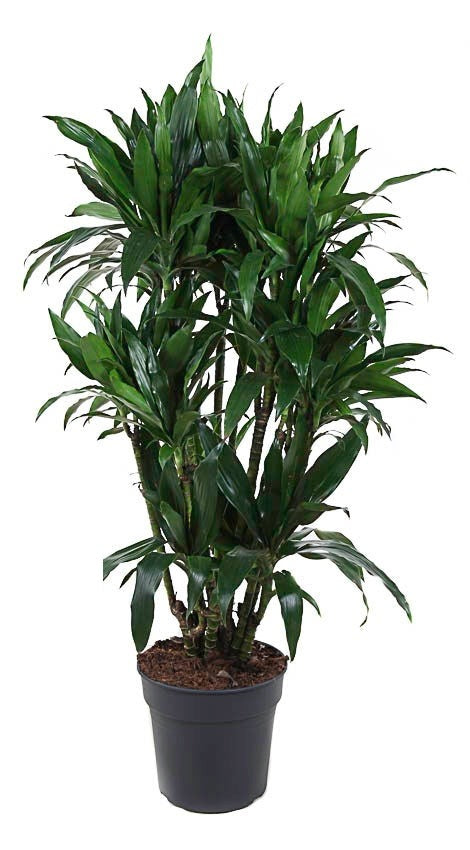 Dracaena Janet Craig zwaar vertakt
