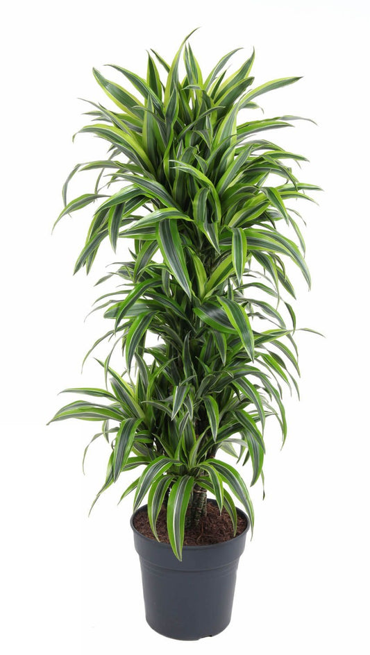 Dracaena Lemon Lime vertakt
