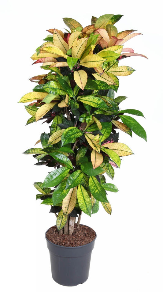Codiaeum Mrs Iceton vertakt