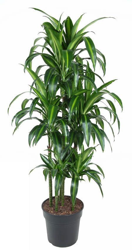 Dracaena Hawaiiana carrousel