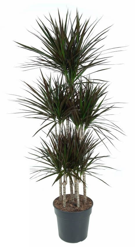 Dracaena Magenta carrousel