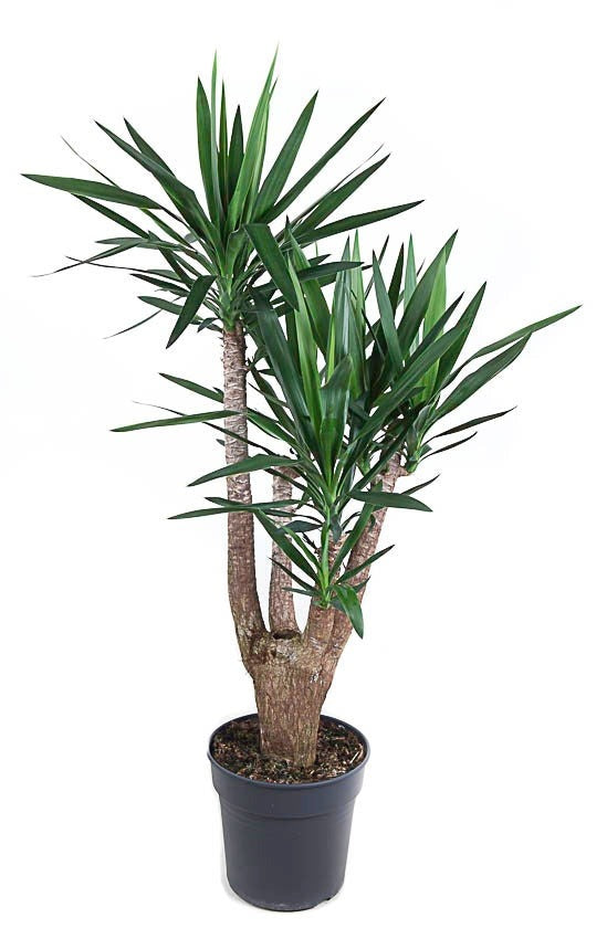 Yucca vertakt 4-arm Palmlelie