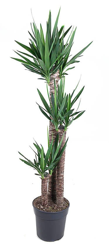Yucca Palmlelie