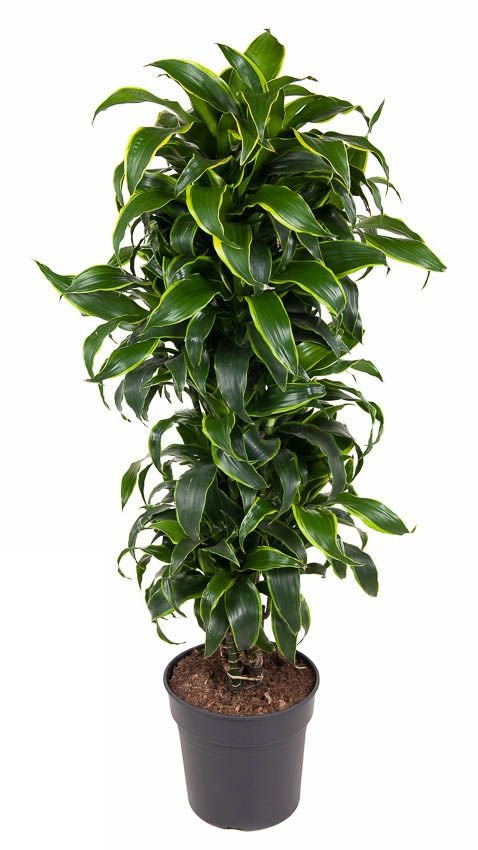 Dracaena Dorado vertakt