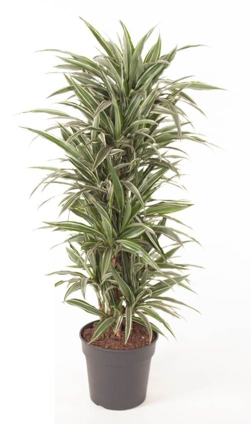Dracaena Warneckei vertakt
