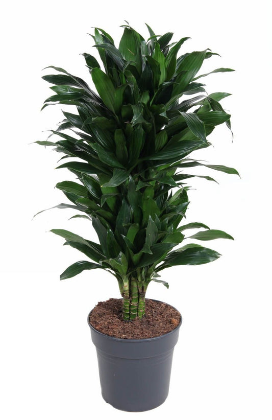Dracaena Green Jewel vertakt