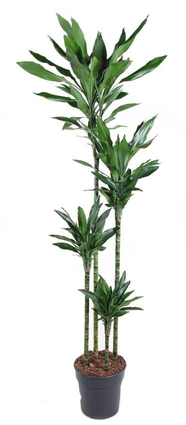 Dracaena Janet Lind
