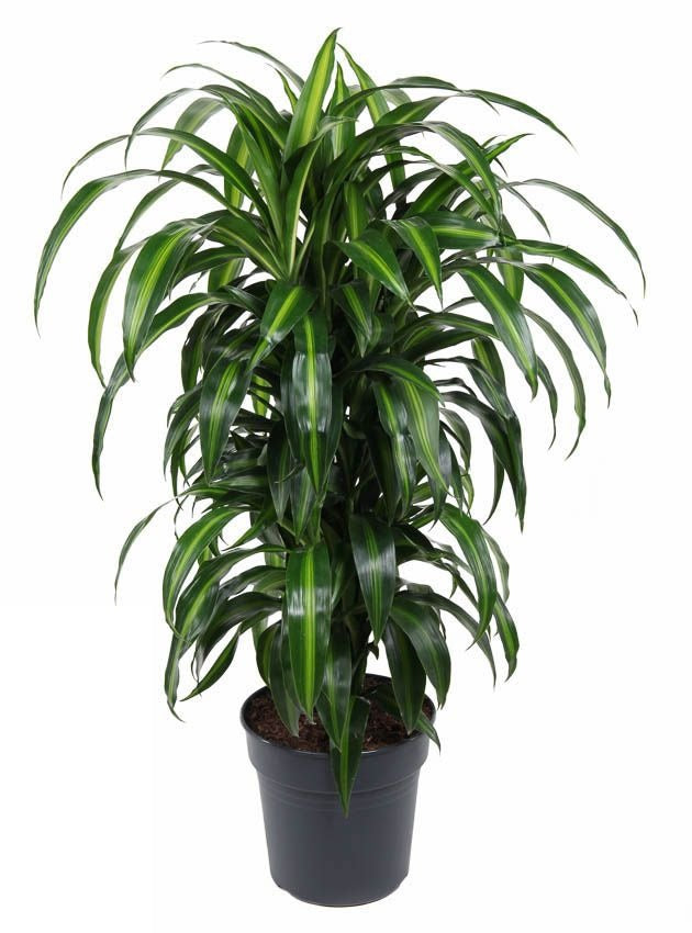 Dracaena Hawaiiana vertakt