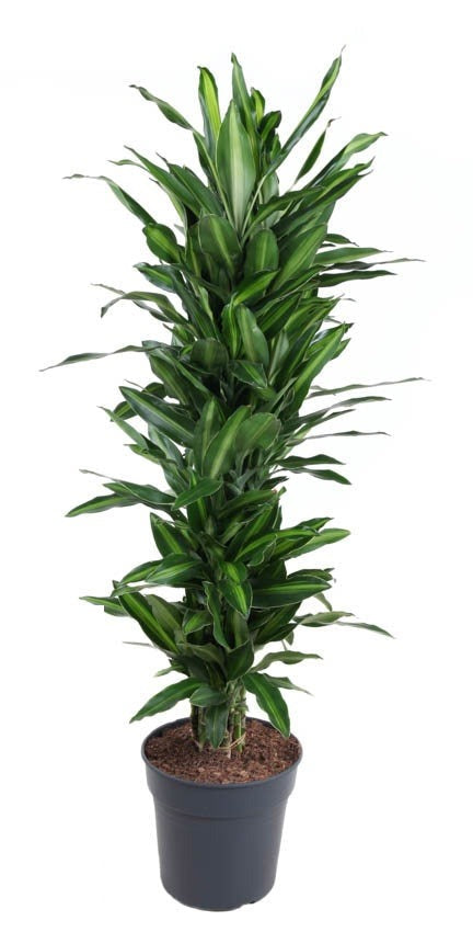 Dracaena Silindo vertakt