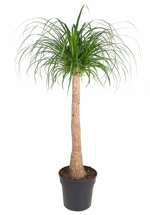 Beaucarnea stam Olifantspoot