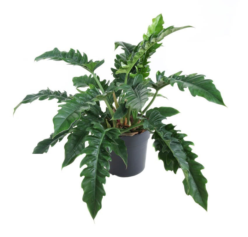 Philodendron Narrow