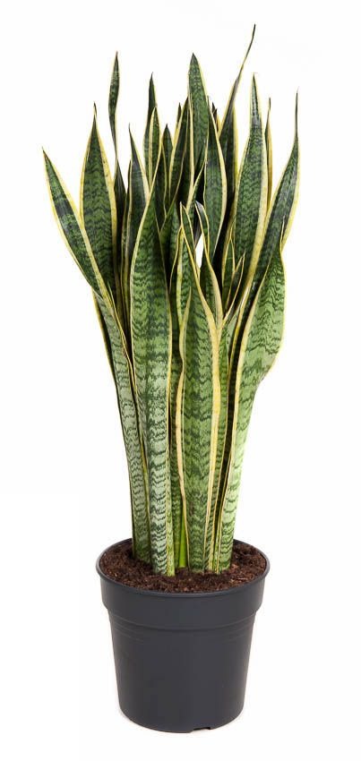 Sansevieria Laurentii Vrouwentong