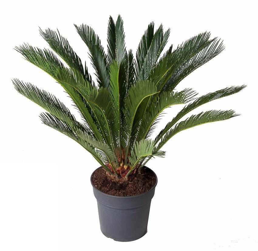 Cycas Revoluta Palmvaren