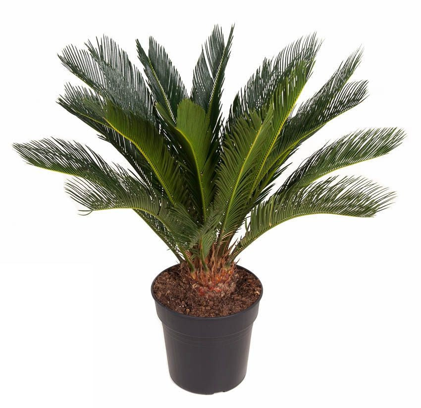 Cycas Revoluta Palmvaren