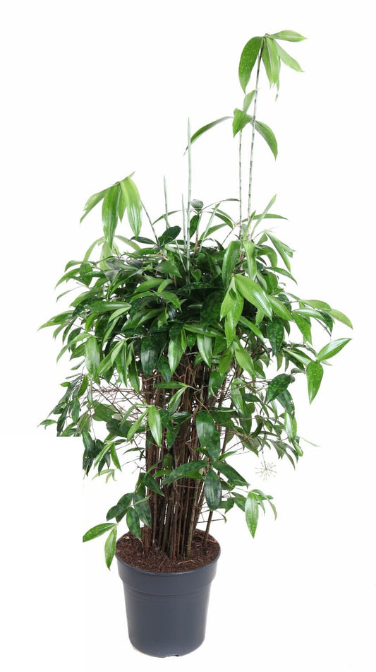 Dracaena Surculosa bush
