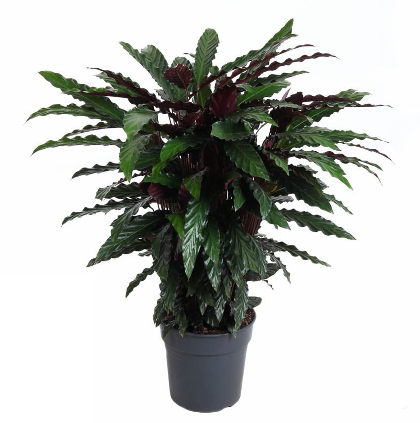 Calathea Wavestar