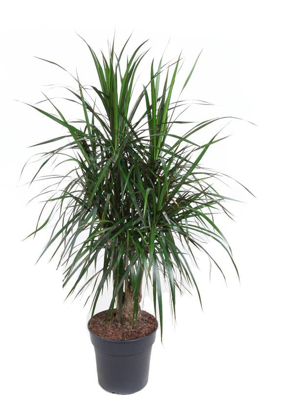 Dracaena Marginata vertakt