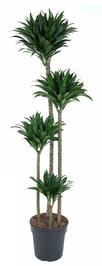 Dracaena Compacta