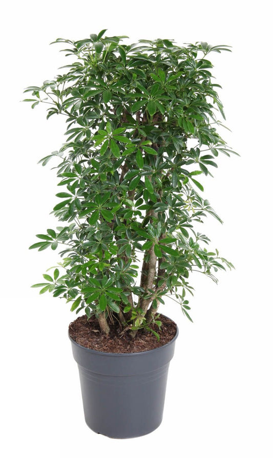 Schefflera Luseana