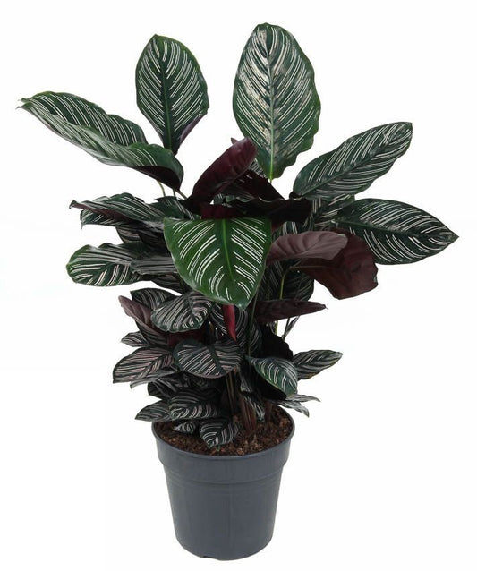 Calathea Ornata Pauwenplant